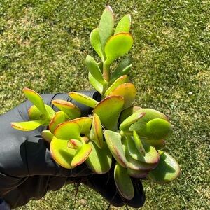 4-Crassula ovata 'Hummel's Sunset' - Golden Jade “1-3.5”